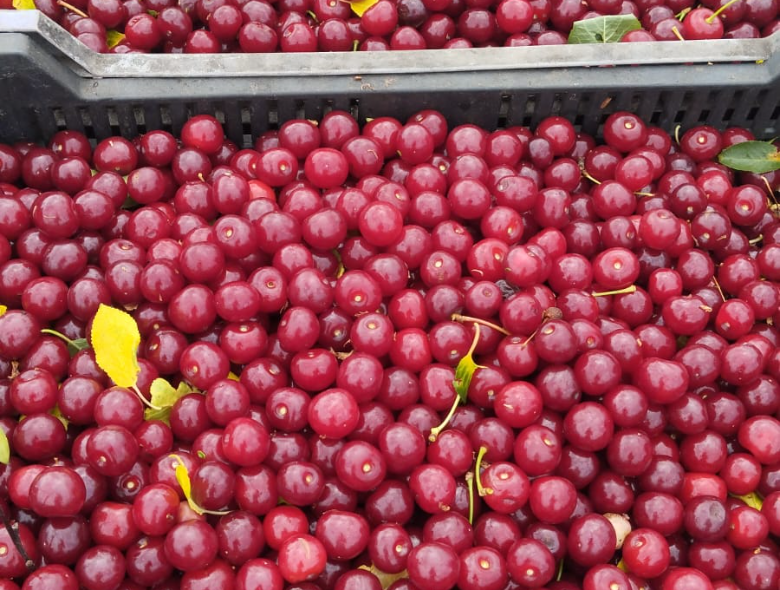 Sikeres magyar–indiai együttműködés a magyar agrárium szolgálatában